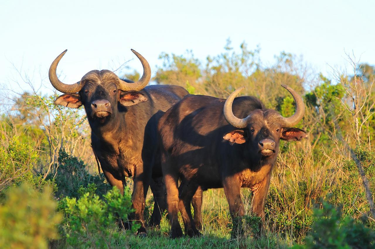 Kariega Game Reserve Ukhozi Lodge Kenton on Sea Ngoại thất bức ảnh